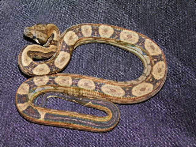 2025 Female Motley Het RDR Black Eye Anery (1).JPG
