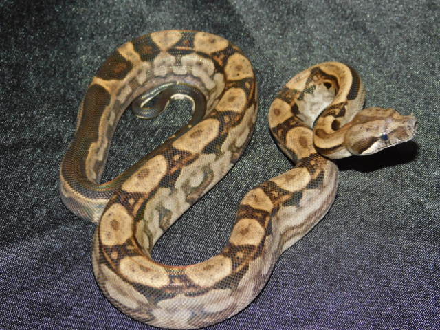 2025 Female Motley Het RDR Black Eye Anery (3).JPG