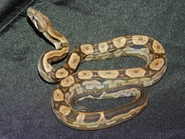 2025 Female Motley Het RDR Black Eye Anery (4).JPG