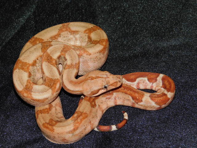2025 Female T Positive Hypo IMG (1).JPG