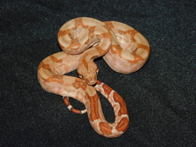 2025 Female T Positive Hypo IMG (2).JPG