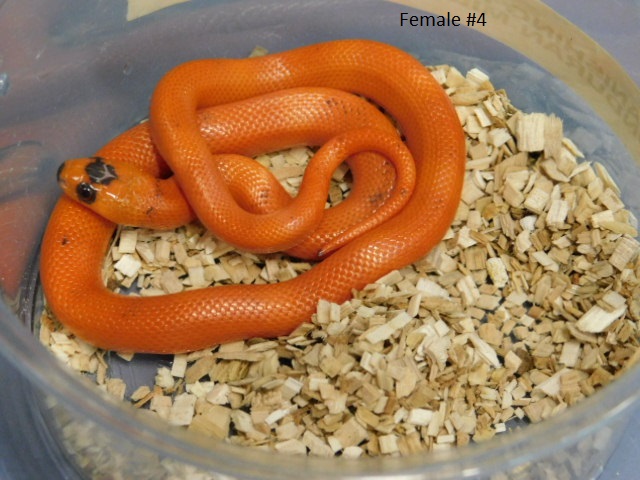 2025 Female Vanishing Pattern Hypo Honduran Milk twin #4 (3).JPG