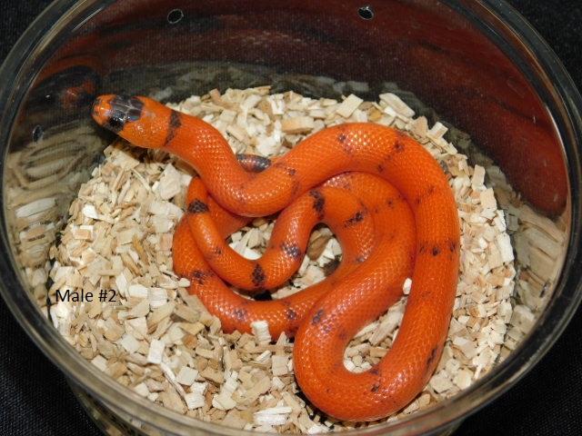 2025 Male #2 Vanishing Pattern Hypo Honduran Milk (3).JPG