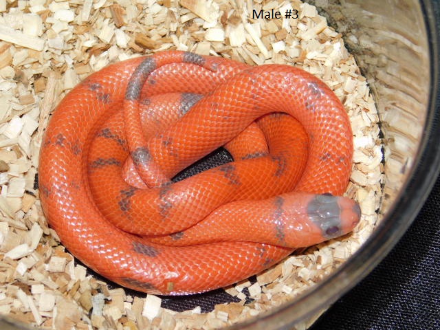 2025 Male #3 Vanishing Pattern Hypo Honduran Milk (1).JPG
