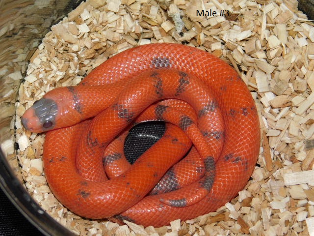 2025 Male #3 Vanishing Pattern Hypo Honduran Milk (4).JPG