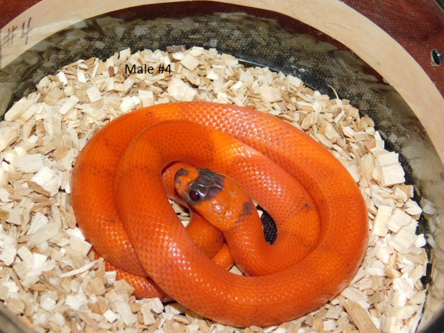 2025 Male #4 Vanishing Pattern Hypo Honduran Milk (2).JPG