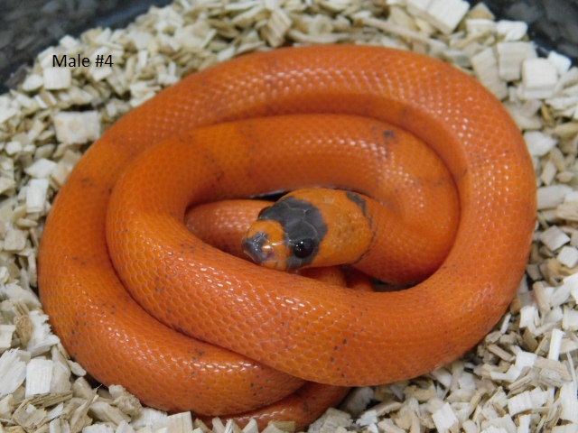 2025 Male #4 Vanishing Pattern Hypo Honduran Milk (5).JPG