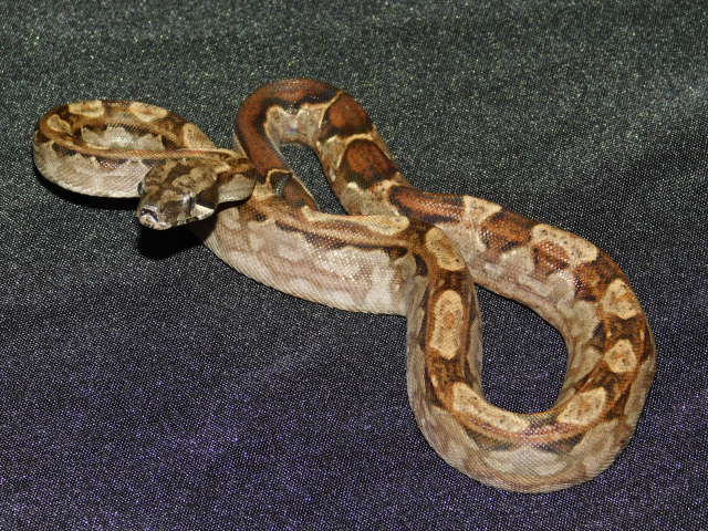 2025 Male Motley Het RDR Black Eye Anery (2).JPG