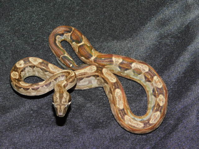 2025 Male Motley Het RDR Black Eye Anery (3).JPG