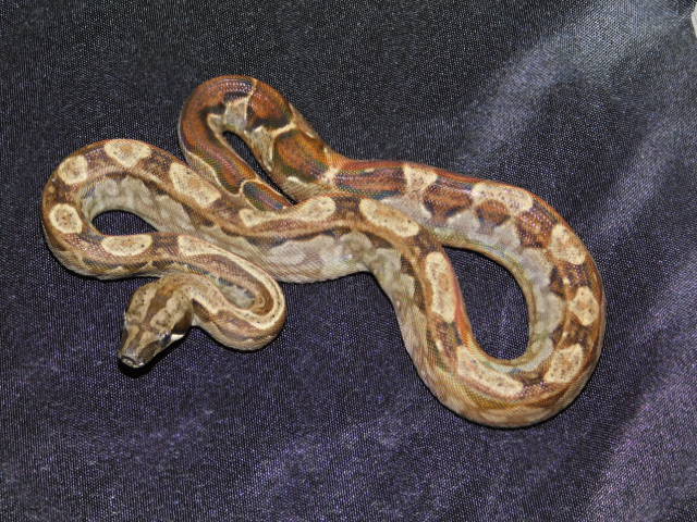 2025 Male Motley Het RDR Black Eye Anery (4).JPG