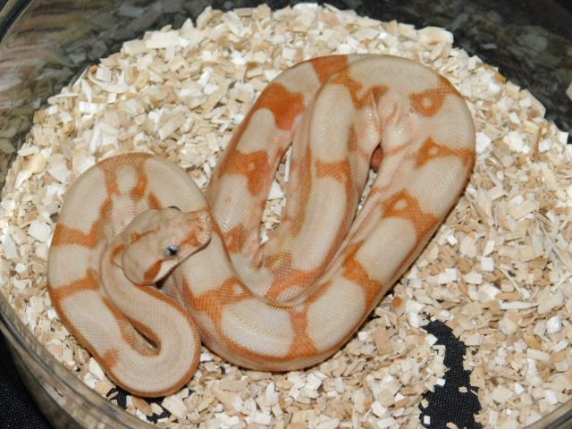 2025 Male T Positive Fire Hypo (1).JPG