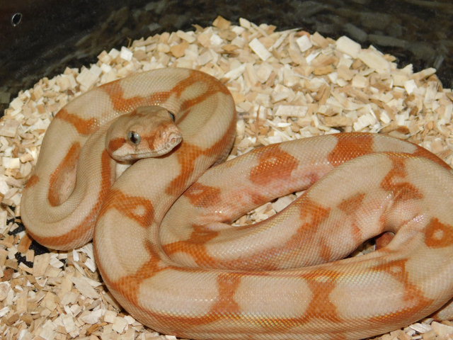 2025 Male T Positive Fire Hypo (5).JPG