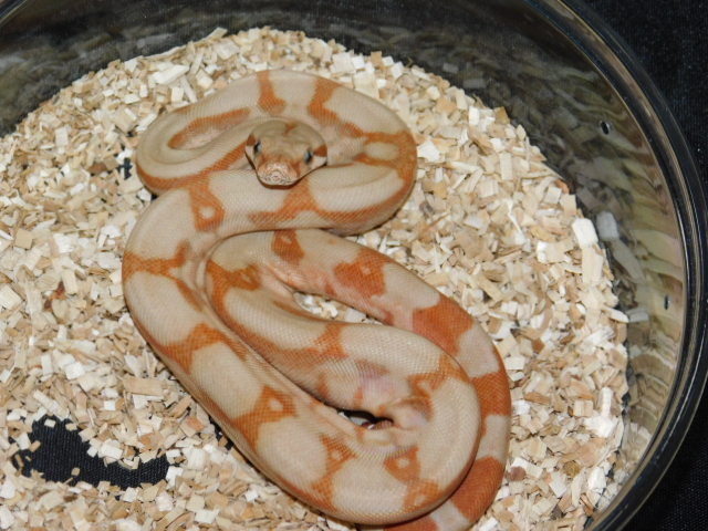 2025 Male T Positive Fire Hypo (6).JPG