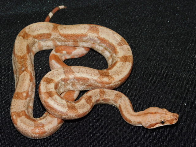 2025 Male T Positive Fire IMG (2).JPG