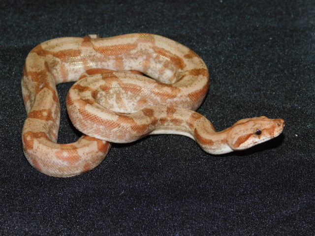2025 Male T Positive Fire IMG (3).JPG