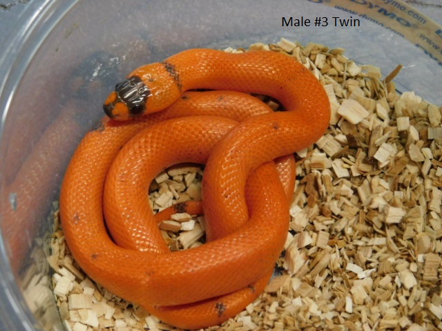 2025 Male Vanishing Pattern Hypo Honduran Milk twin #3 (3).JPG