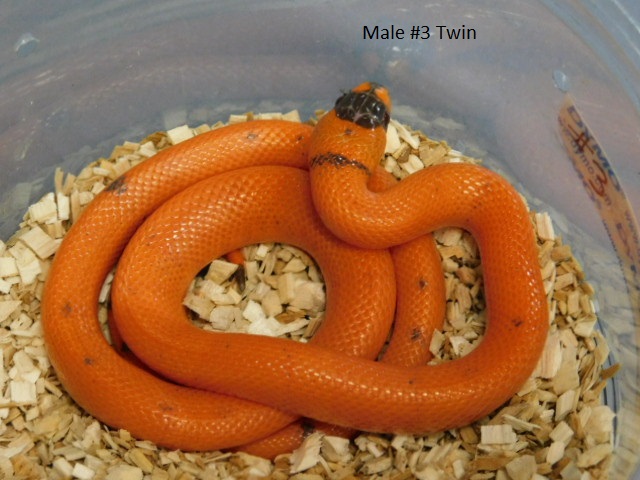 2025 Male Vanishing Pattern Hypo Honduran Milk twin #3 (4).JPG