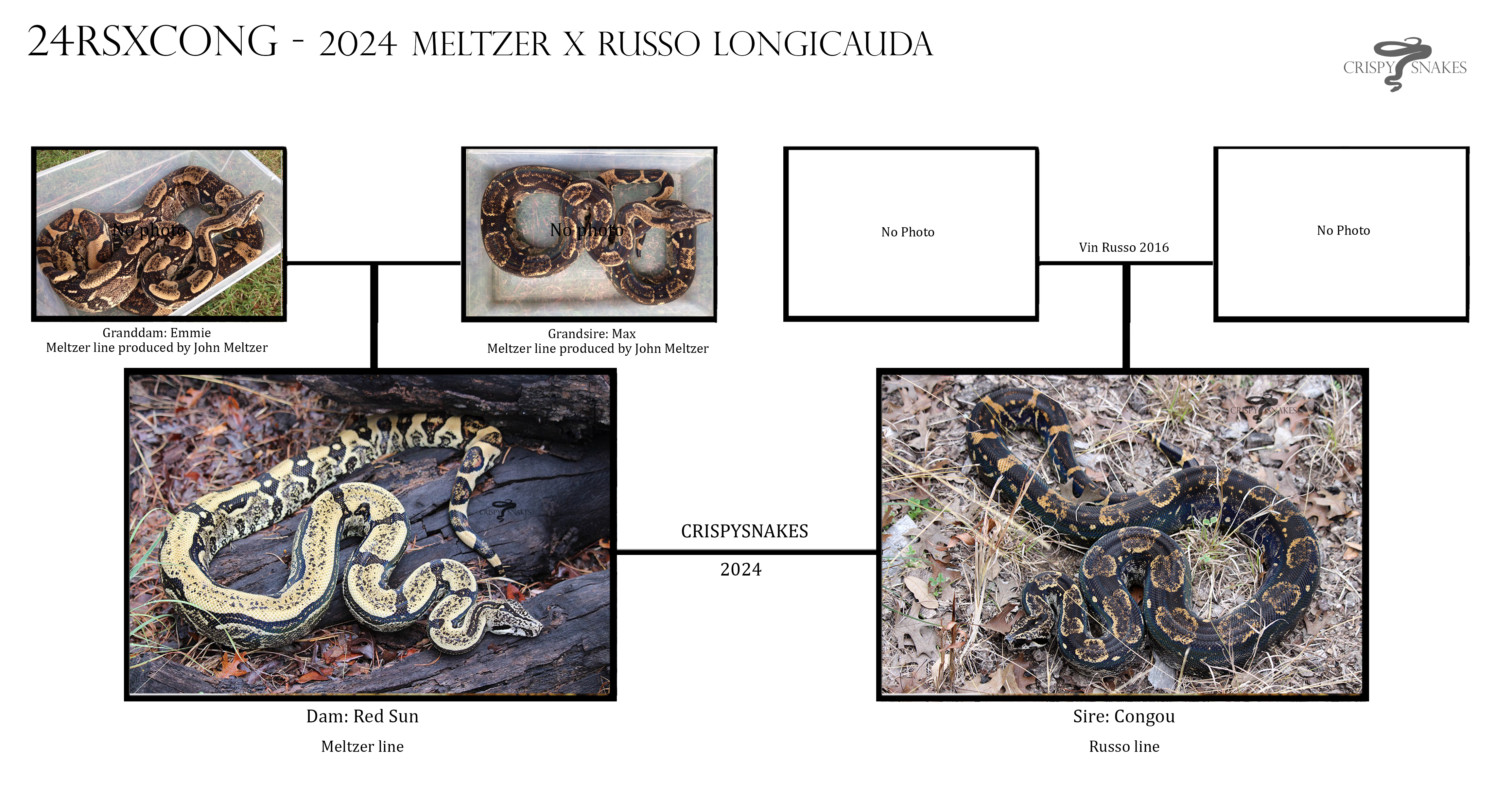 24RSxCONG_lineage.jpg