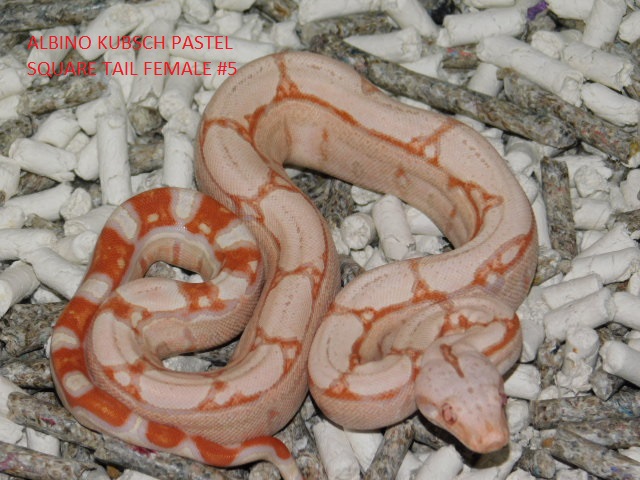 Albino KPST Female #5 (3).JPG