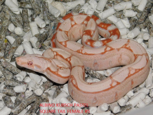 Albino KPST Female #5 (4).JPG