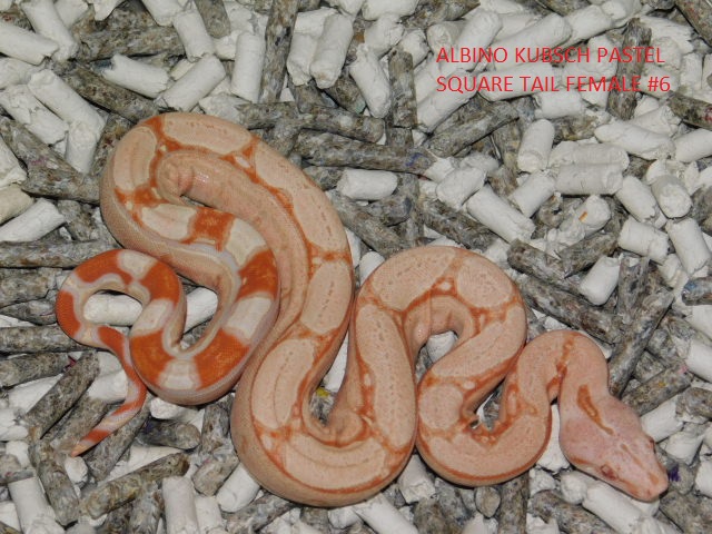 Albino KPST Female #6 (5).JPG
