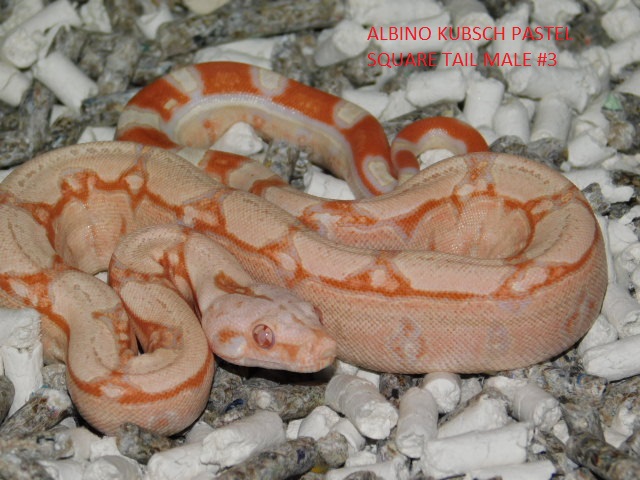 Albino KPST Male #3 (1).JPG