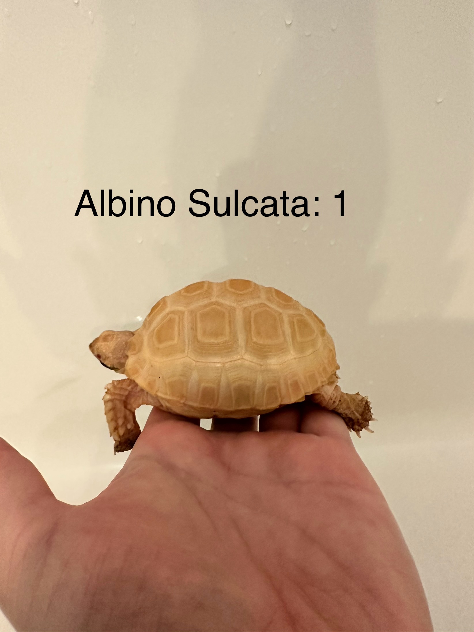 Albino Sulcata 1a.jpg