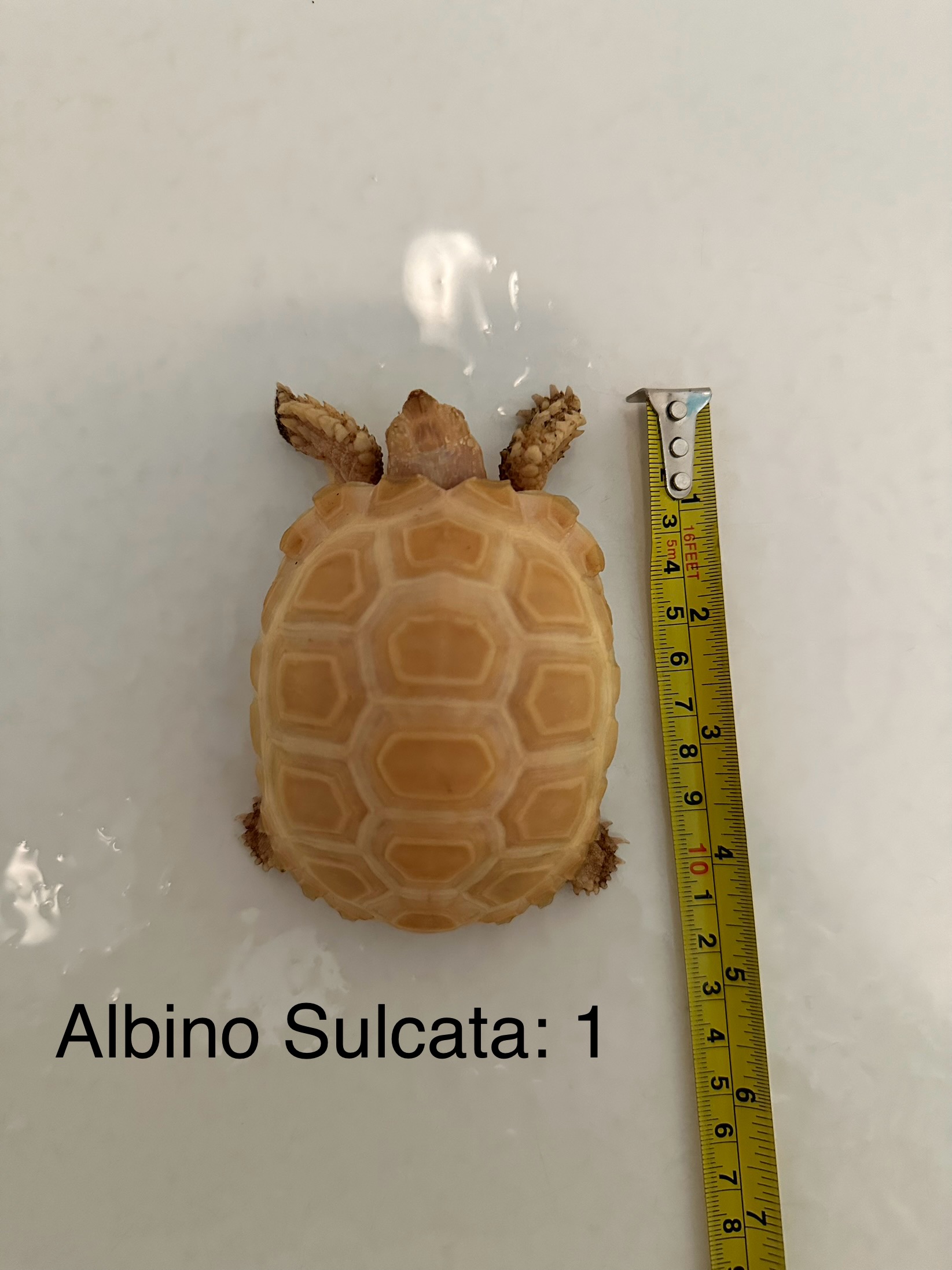 Albino Sulcata 1b.jpg