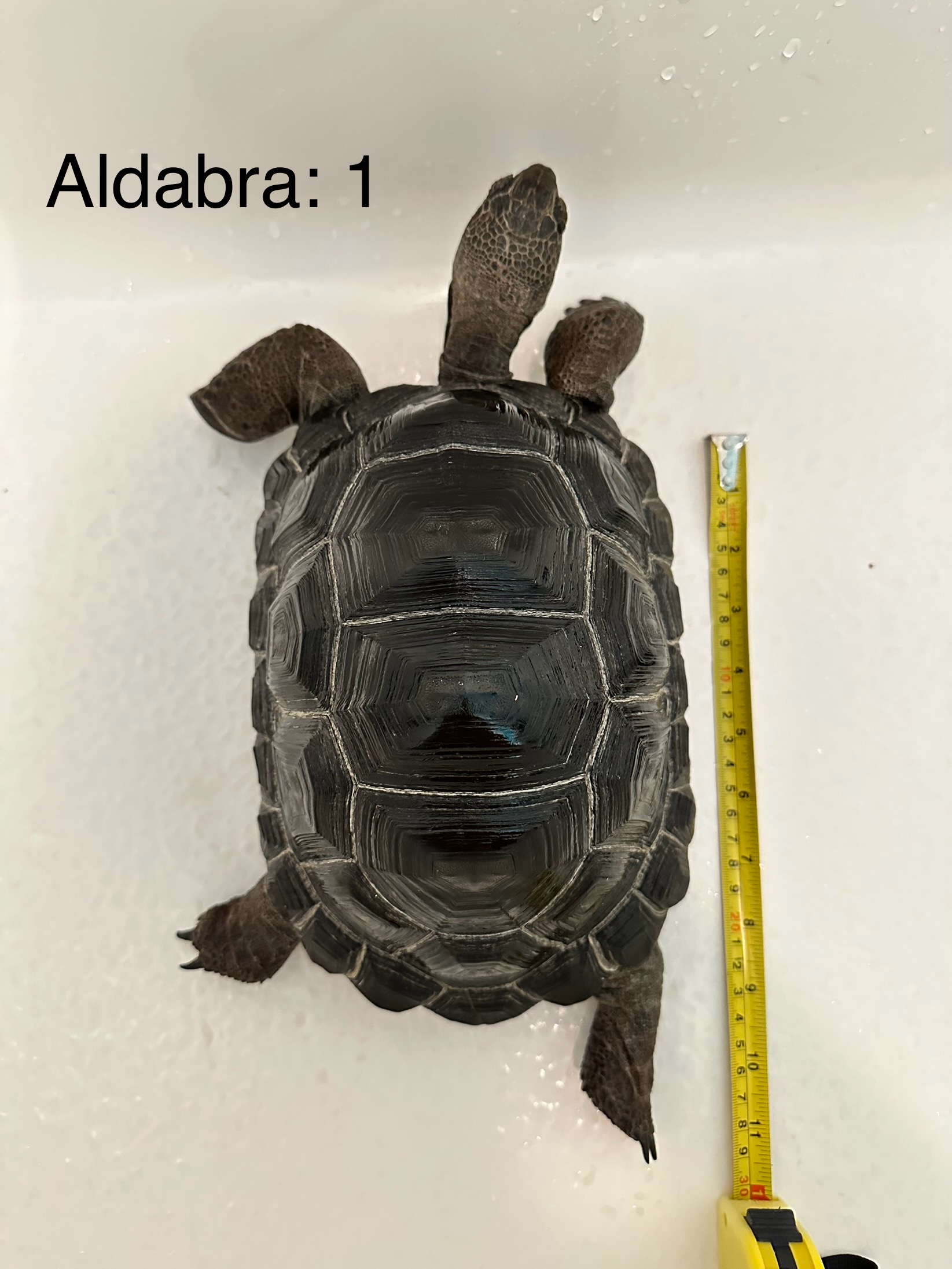 Aldabra 1a.jpg