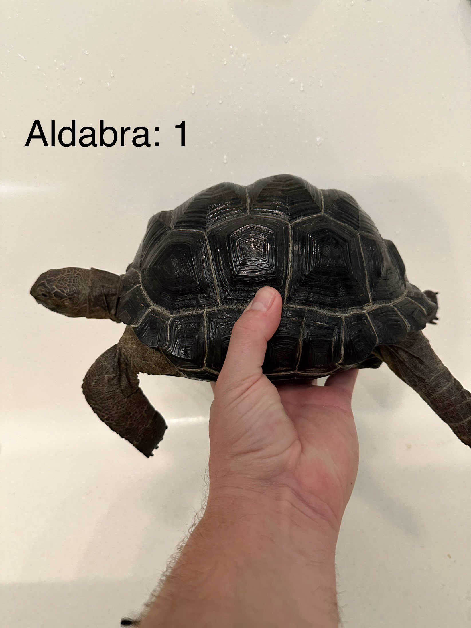 Aldabra 1b.jpg