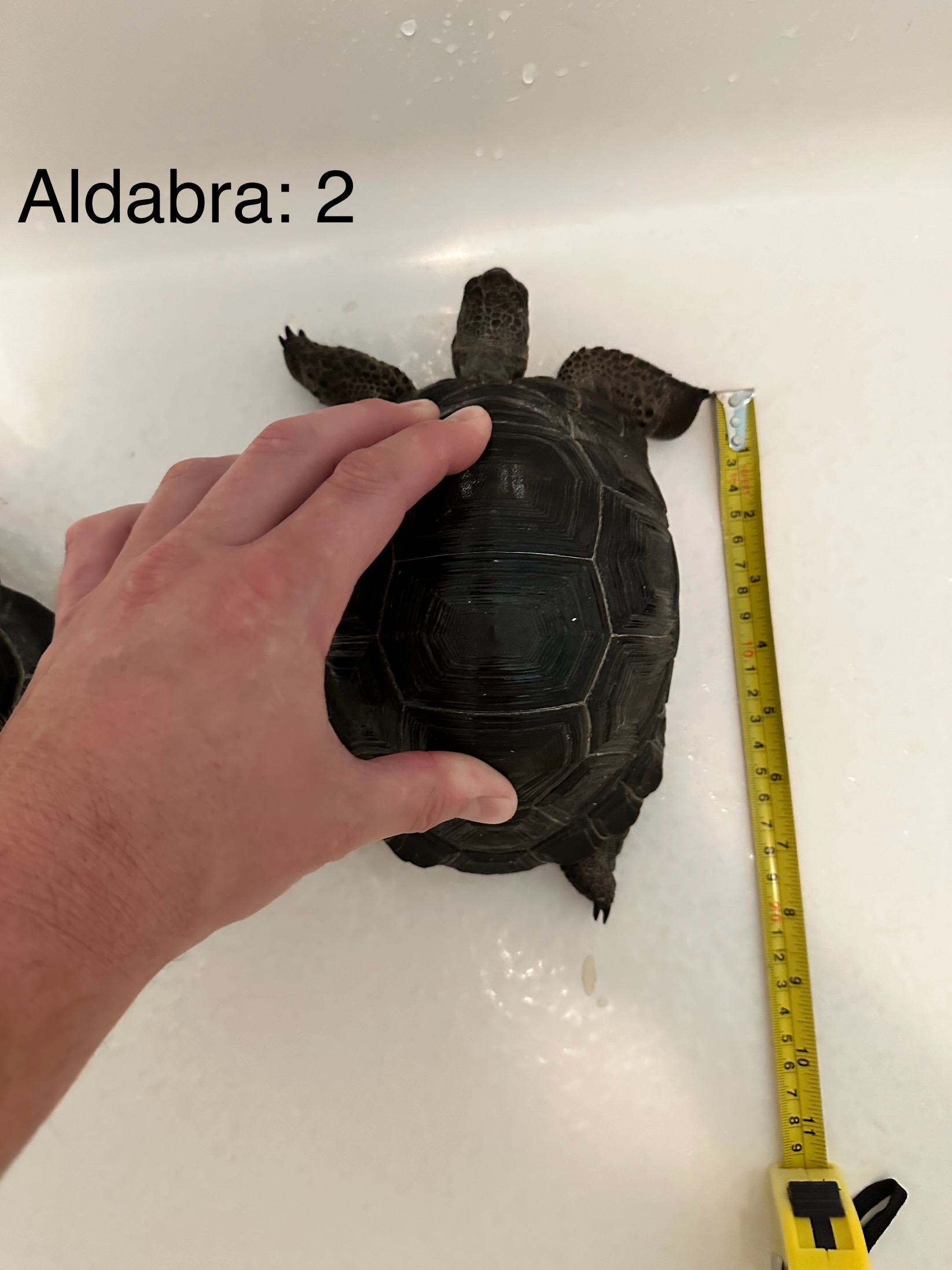Aldabra 2a.jpg