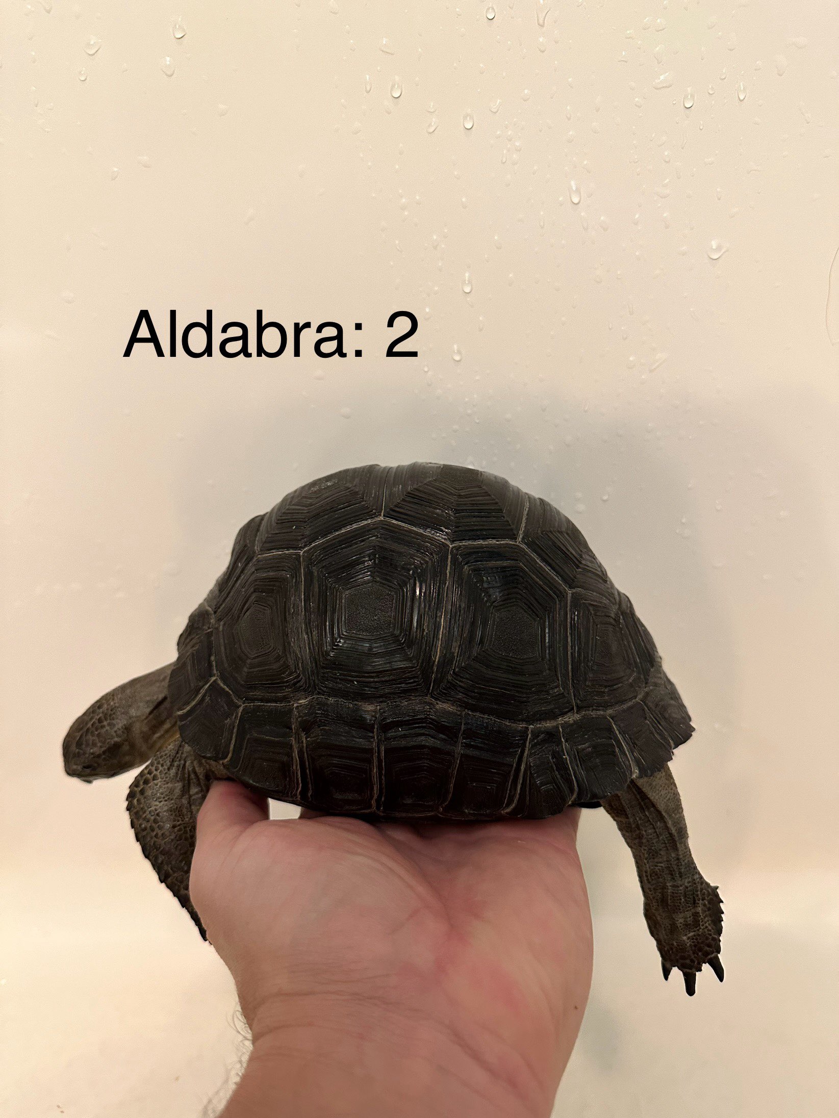 Aldabra 2b.jpg