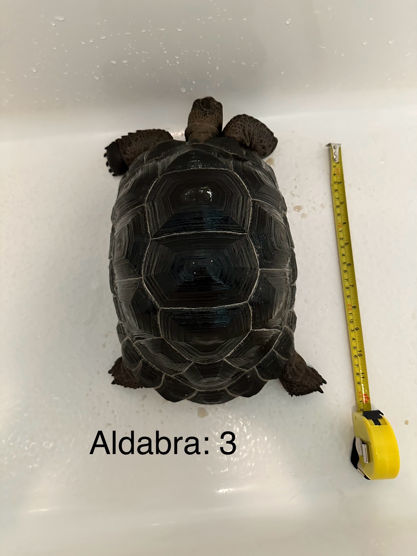 Aldabra 3a.jpg