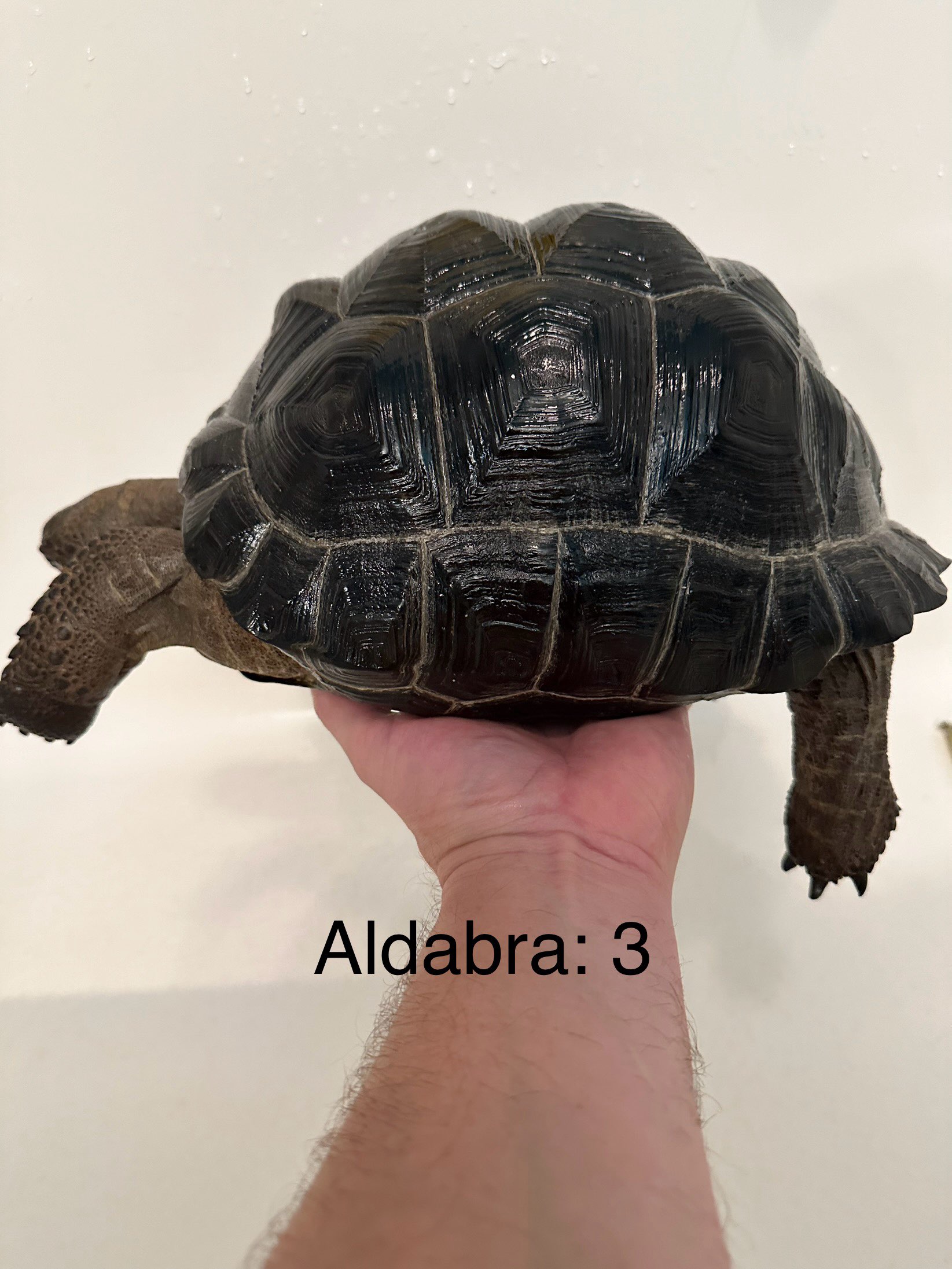 Aldabra 3b.jpg