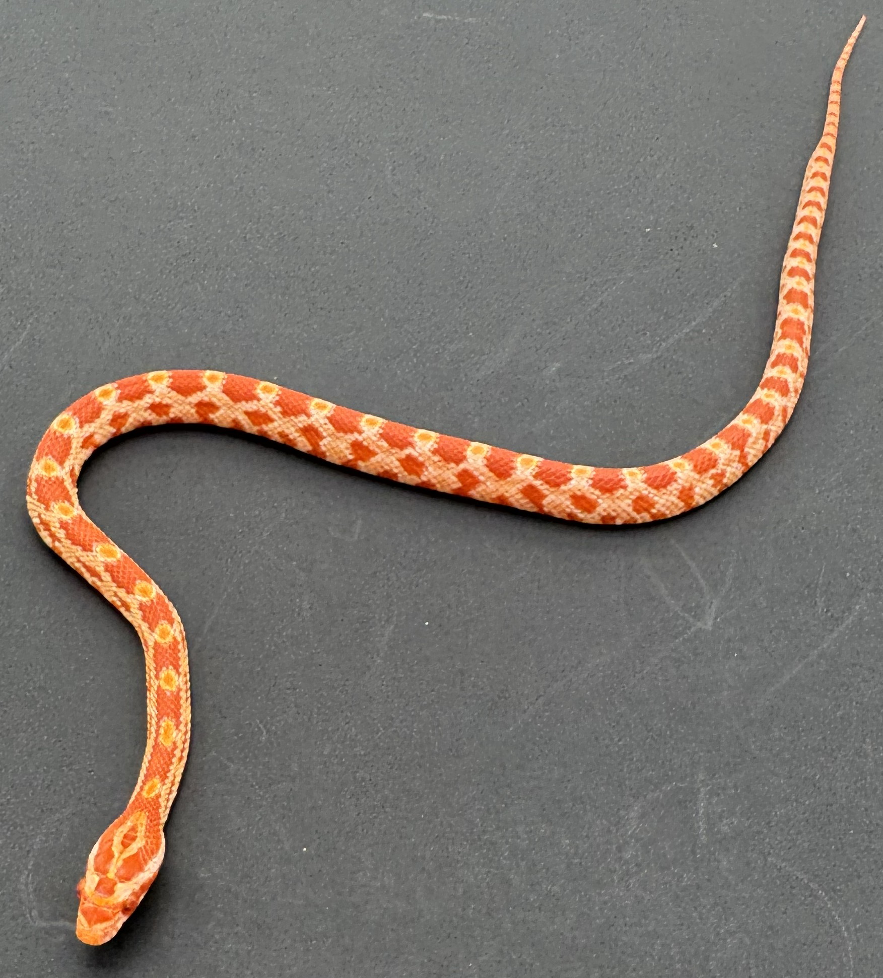 Amel Het Scaleless Motley 2.Jpg