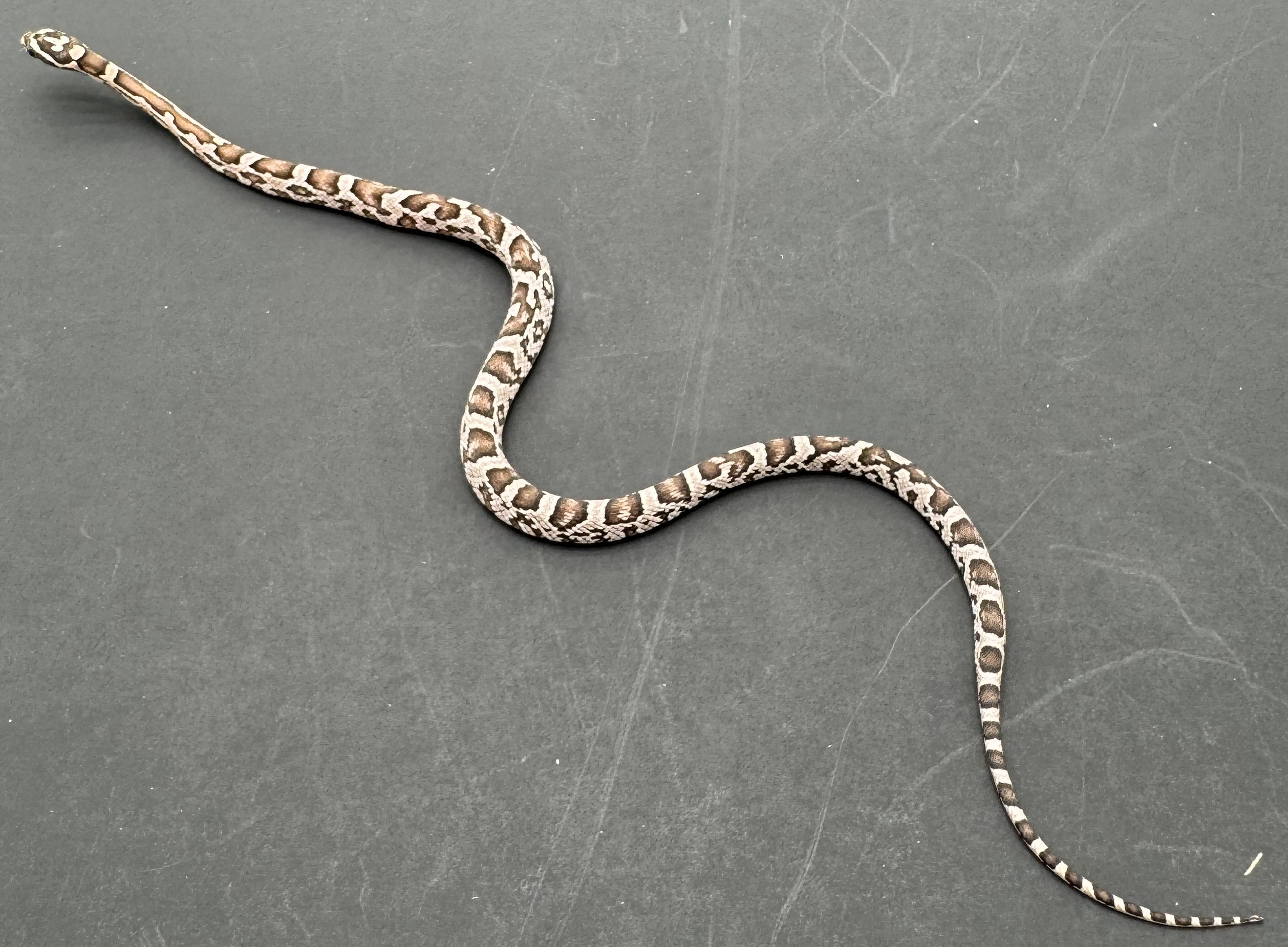 Anery Possible Het Scaleless 2.jpg