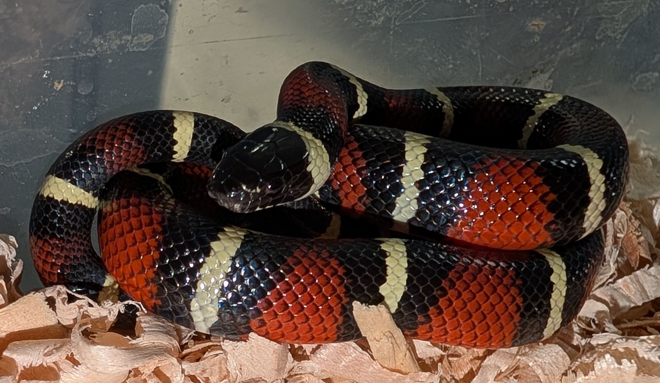arcifera hatchling.jpg