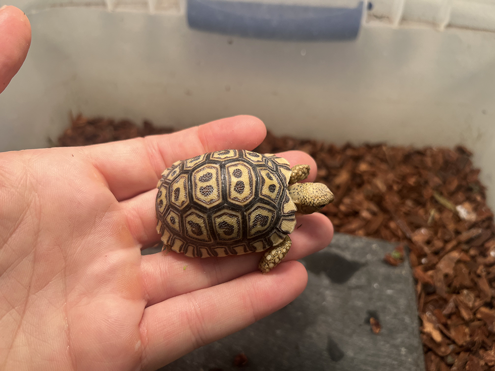 baby-tort-single-1.png