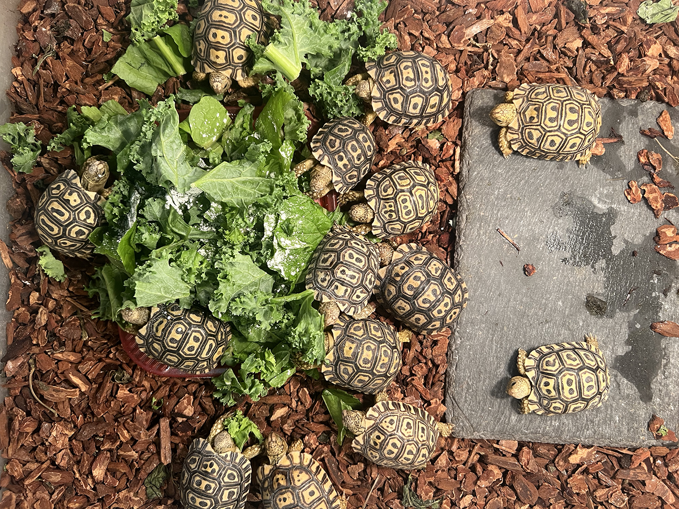 baby-torts-2.png