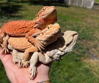 beardies 1.png