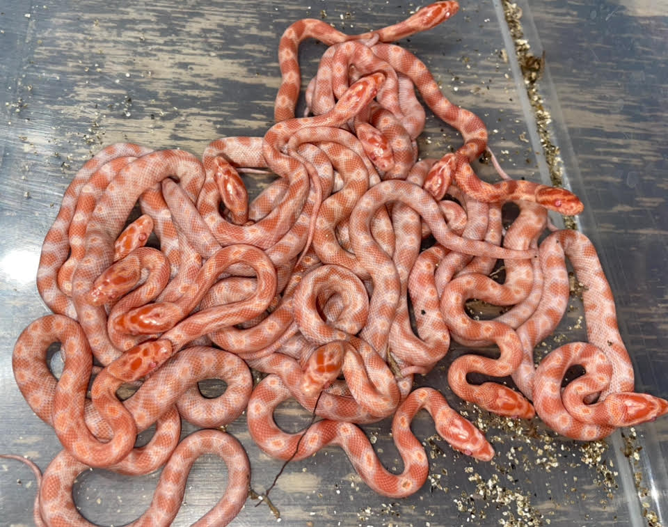 Corns 3.jpg