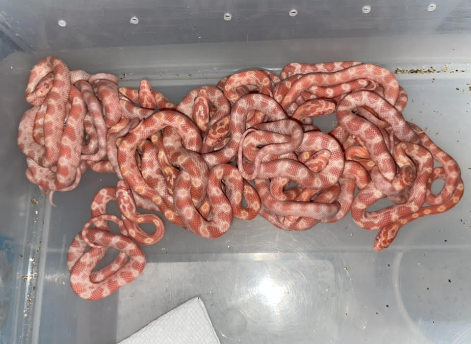 Corns 4.jpg