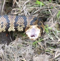 cottonmouth 2.jpg
