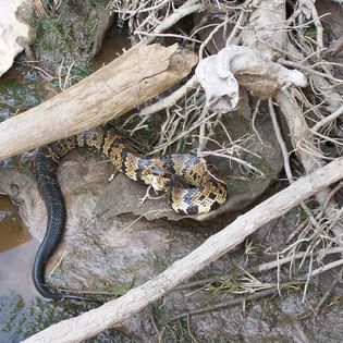 cottonmouth.jpg