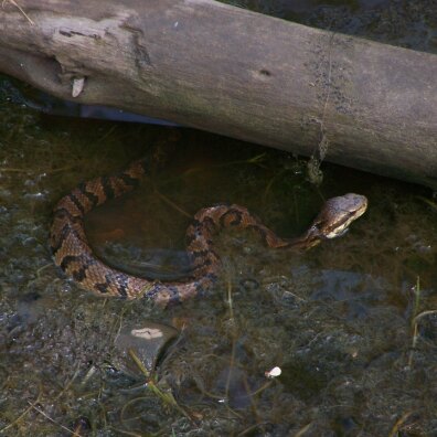 cottonmouth3.jpg