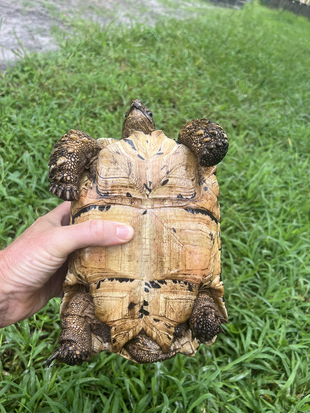 Cutie-plastron-1000.jpg