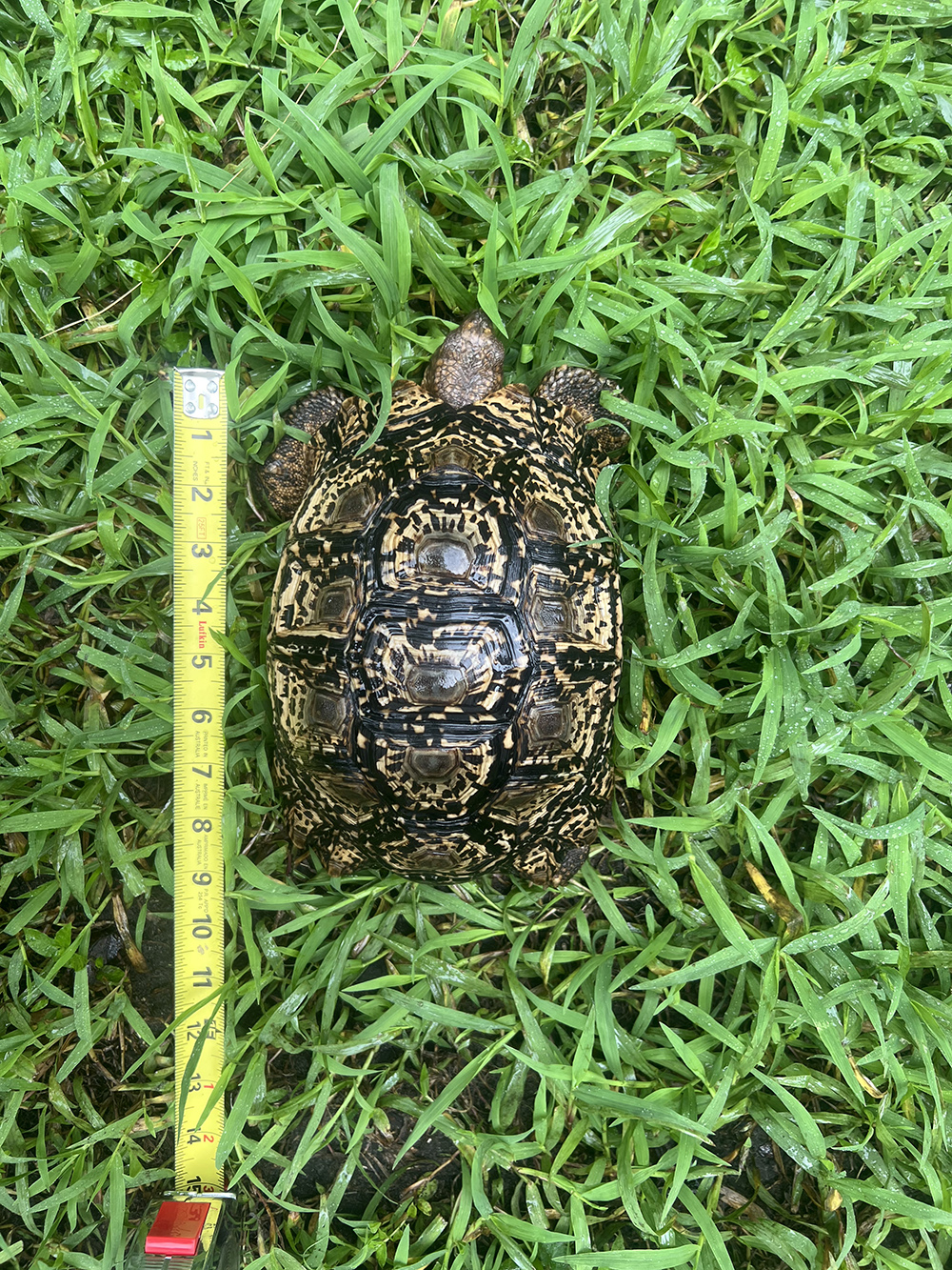 Cutie-size-1000.jpg