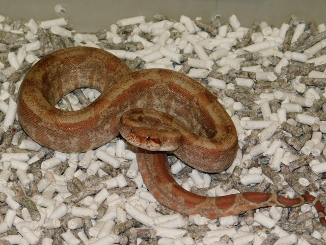 DSCN4698.JPG