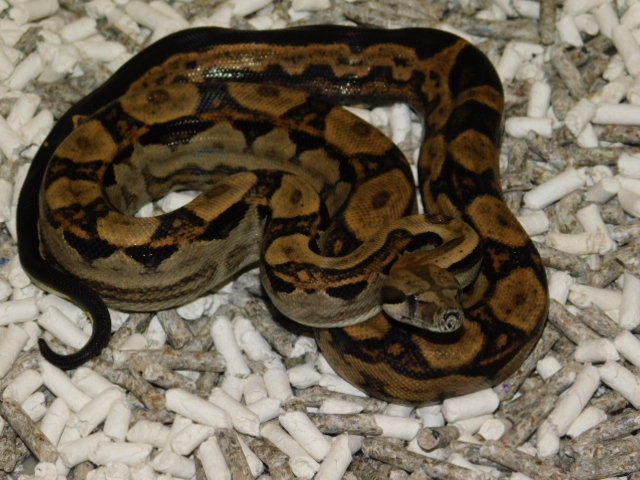 DSCN4708.JPG