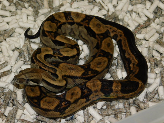 DSCN4711.JPG